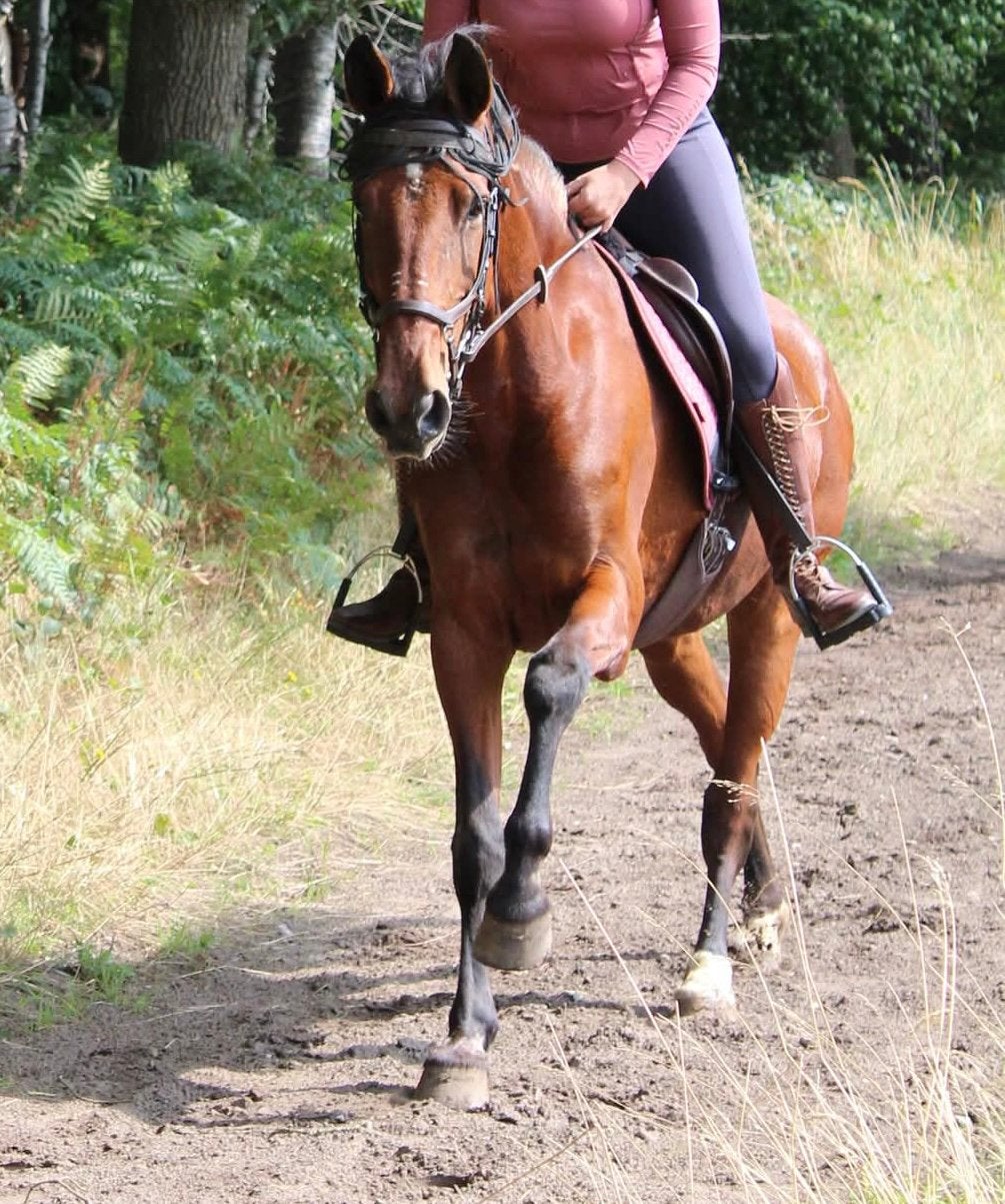Spaanse merrie, Animaux & Accessoires, Jument, Moins de 160 cm, Cheval de récréation, 11 ans ou plus