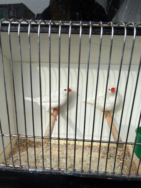 Witte zebravinken, Plusieurs animaux