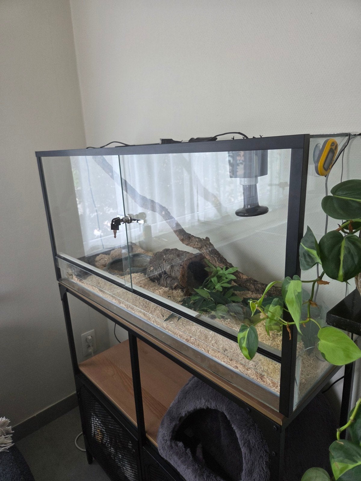 terrarium + slang, Ophalen, Zo goed als nieuw, Terrarium of Paludarium