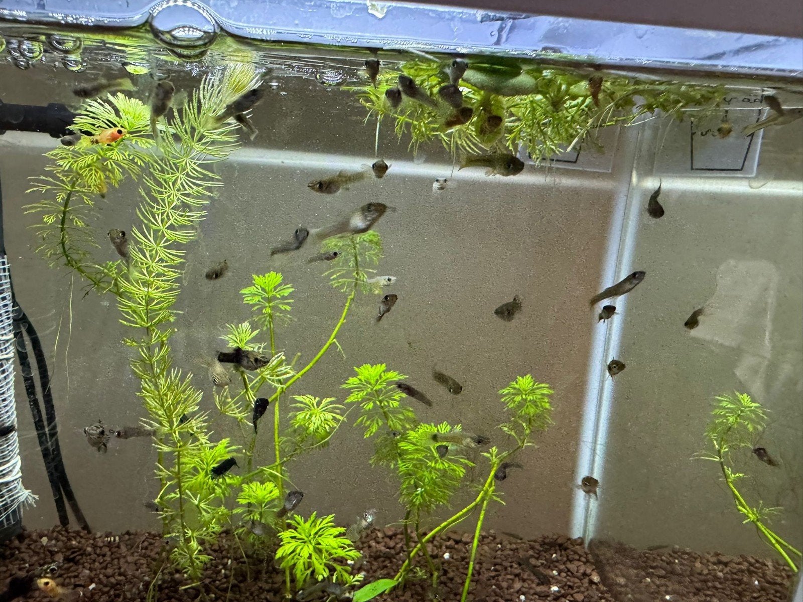 Molly’s & Guppy’s te koop – jonge vissen, Poisson, Poisson d'eau douce, Banc de poissons