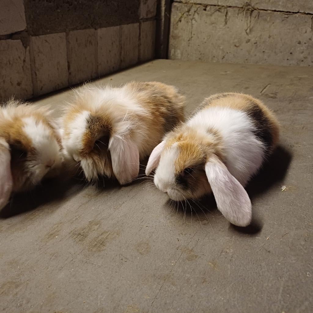 Nhd dwerghangoortjes, Dieren en Toebehoren, Dwerg, Hangoor