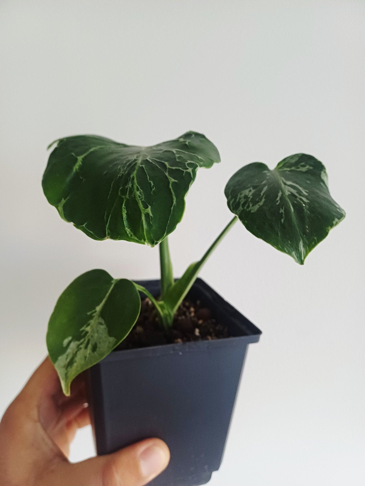 Monstera Deliciosa Bulbasaur, Huis en Inrichting, Kamerplanten, Overige soorten, In pot, Minder dan 100 cm, Groene kamerplant
