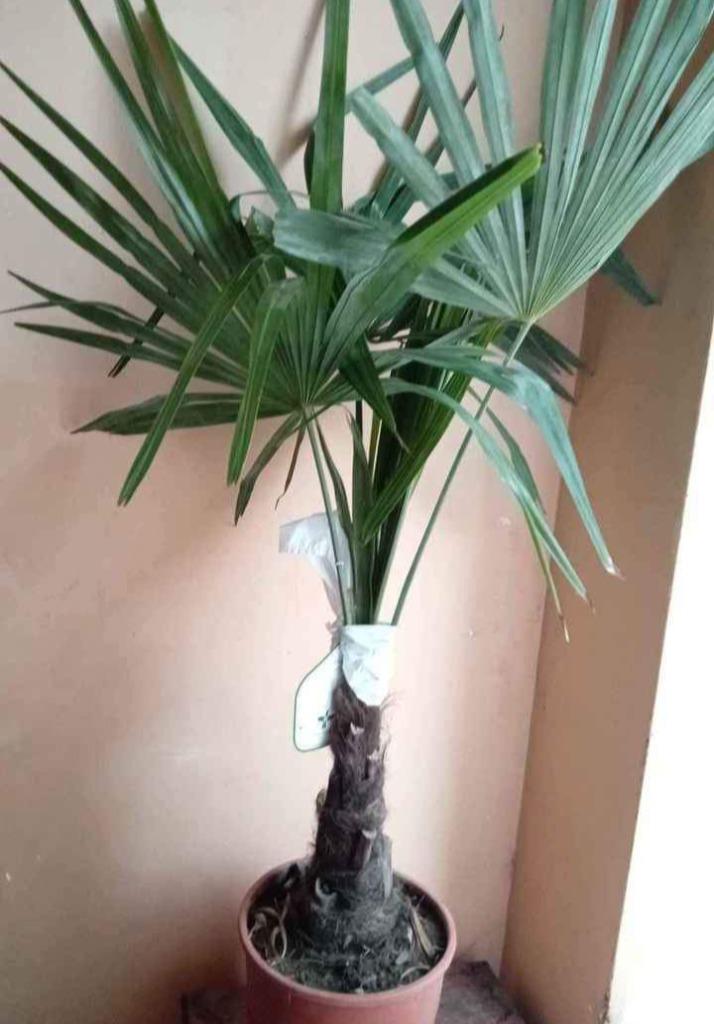 Palmier d exterieur, Jardin & Terrasse, Plantes | Jardin, Enlèvement