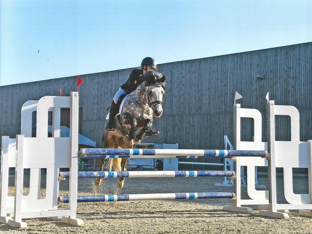 Bomproof D wedstrijdpony jumping dressuur eventing, Dieren en Toebehoren, Hengst, Z, Met stamboom, 11 jaar of ouder