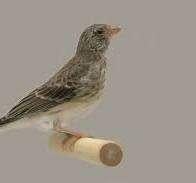 te koop gevraagd    lees beschrijving, Tropenvogel, Geringd