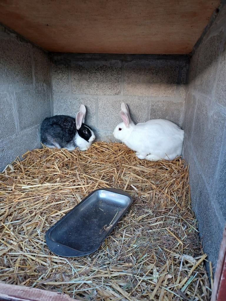 Konijnen, Dieren en Toebehoren, Pluimvee