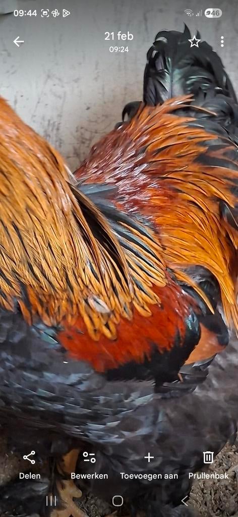 Groothoender cochin broedeieren, Dieren en Toebehoren