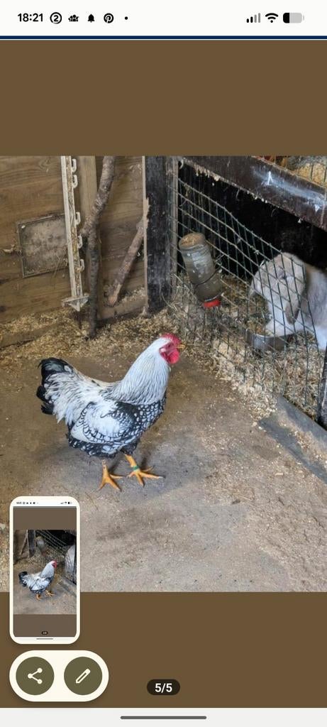 Wyandotte kriel haan, Dieren en Toebehoren