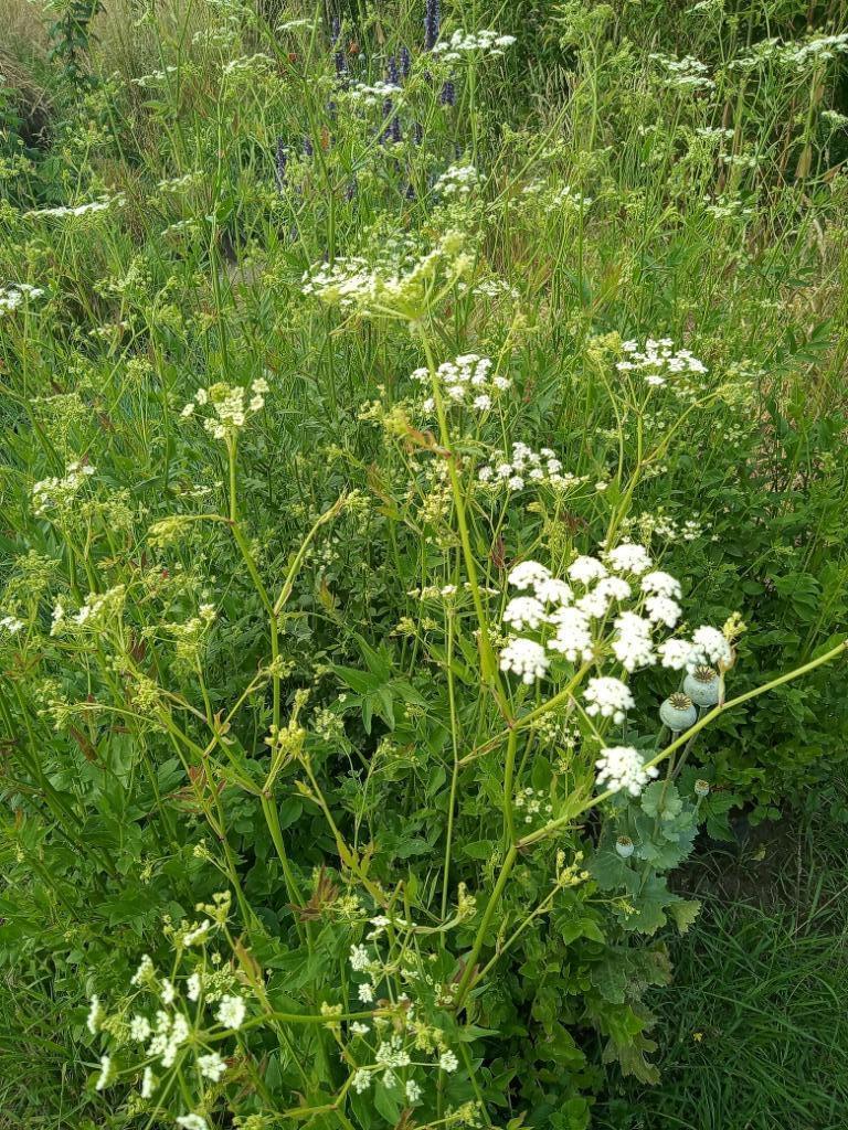 Suikerwortel, Ophalen, Volle zon, Zomer, Groenteplanten