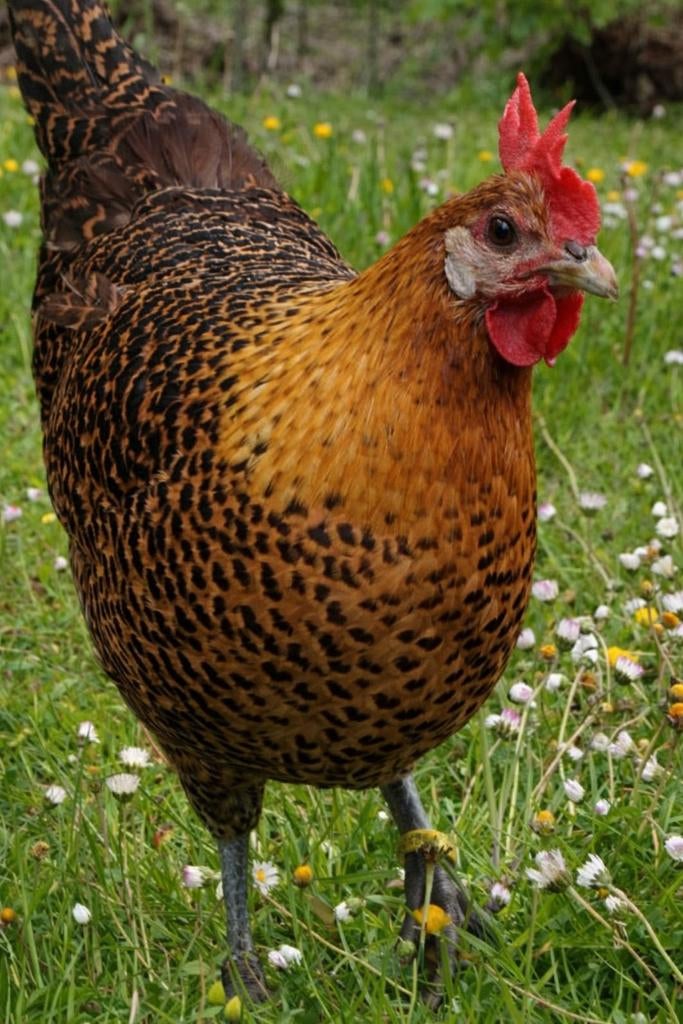 Goudbrakel kippen jonge hennen beschikbaar, Dieren en Toebehoren, Pluimvee, Vrouwelijk, Kip