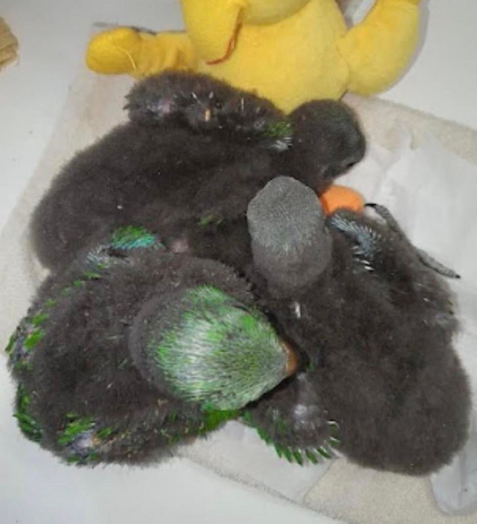 Jeune perroquet Eclectus super docile, Mâle, Perroquet, Parleur