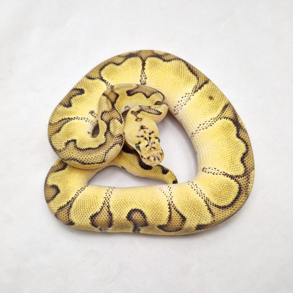Enchi Pastel Clown koningspython man, Dieren en Toebehoren, Slang, 0 tot 2 jaar