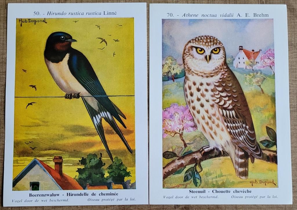 2 verzamelprenten: reeks De vogels van België, Verzamelen, Ophalen of Verzenden, Zo goed als nieuw, Dier, Prent