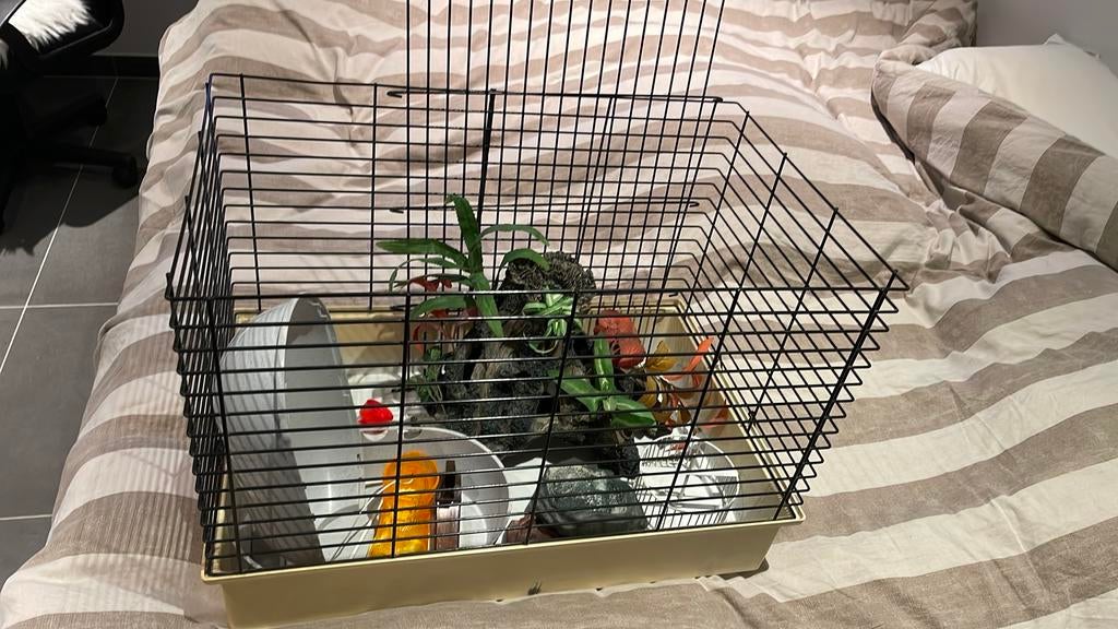 Kooi voor cavia of schildpad, Enlèvement, Comme neuf, Cage, Cobaye