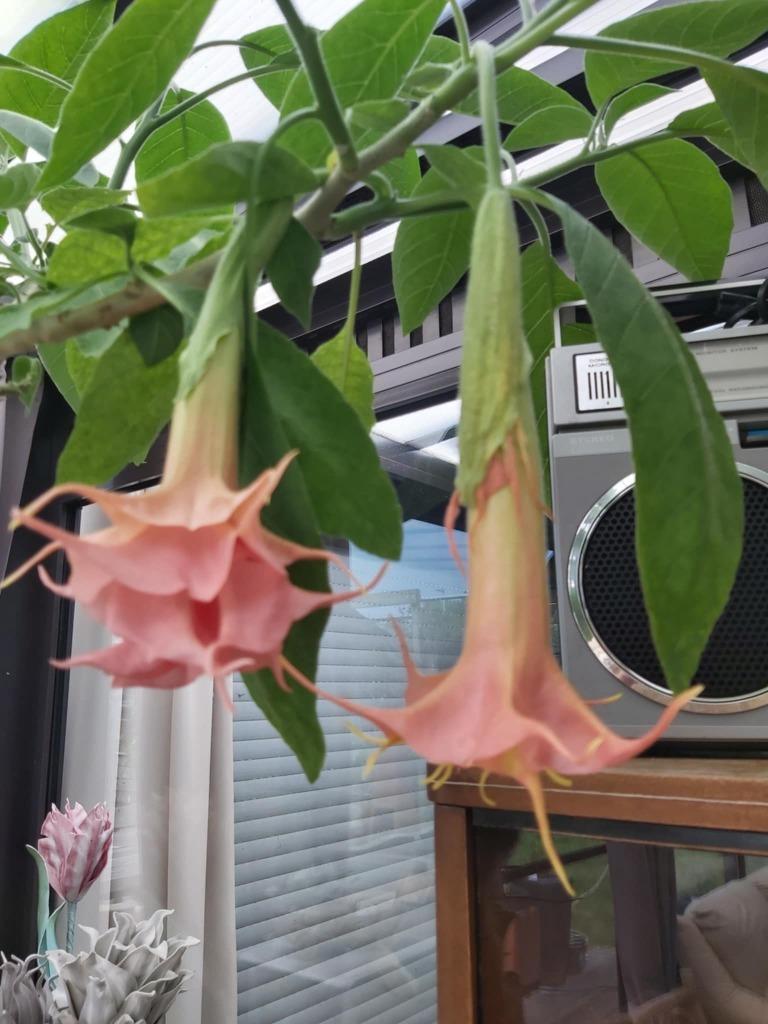 Brugmansia's  planten (2x en 3x dubbel bloem), Tuin en Terras, Ophalen