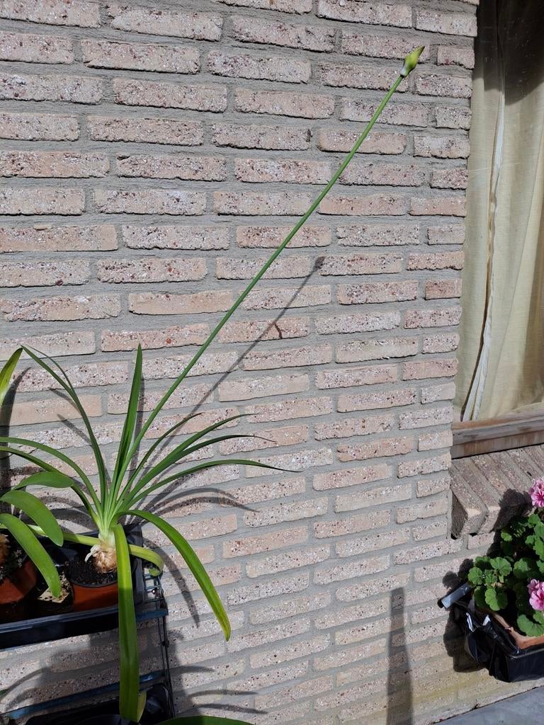 witte agapantus of Afrikaanse lelie, Tuin en Terras, Ophalen