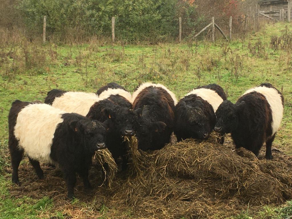 belted galloway runderen, kalfjes, Meerdere dieren, 0 tot 2 jaar