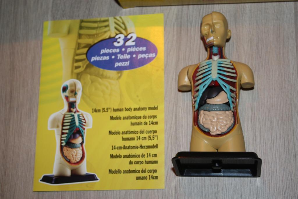 14 cm human anatomy model , in doos. Edu toys, Ophalen of Verzenden, Bouwen