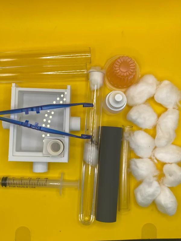 Kit de démarrage pour fourmis Camponotus Ligniperda, Fourmis