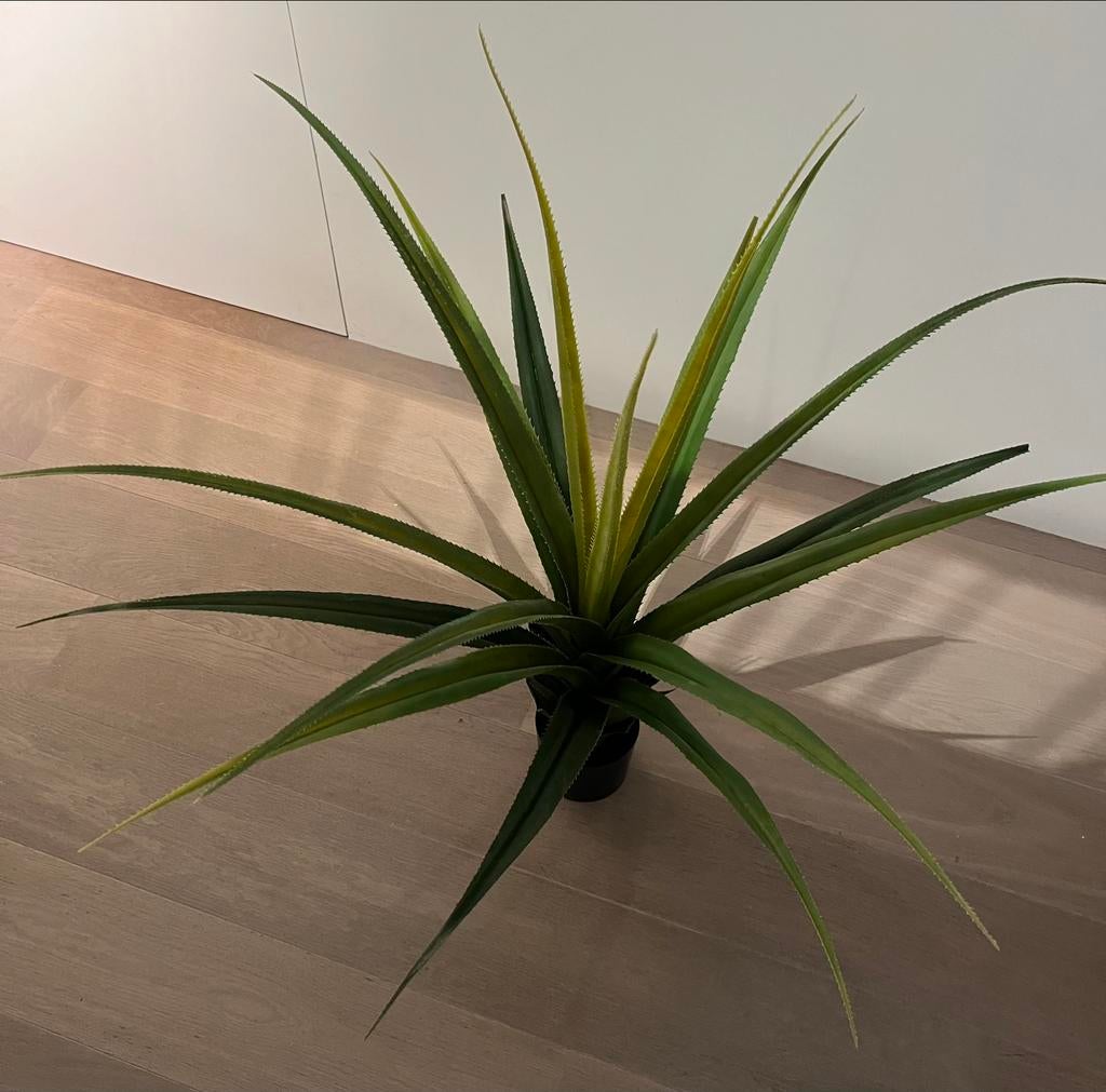 Groene sierplant, Huis en Inrichting, Ophalen, Zo goed als nieuw, Binnen