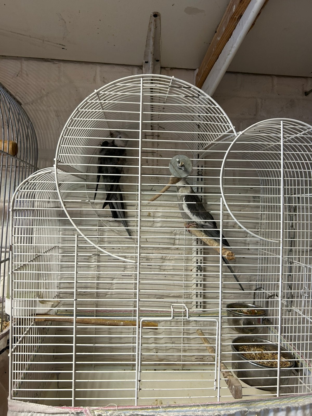 Twee valkparkieten, Dieren en Toebehoren