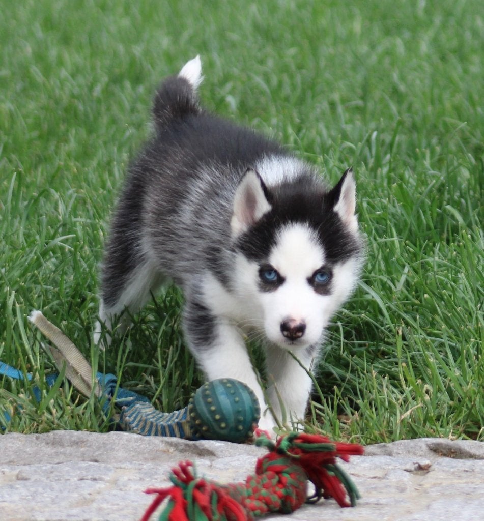 Husky pup, Parvo, België, 8 tot 15 weken, Teef