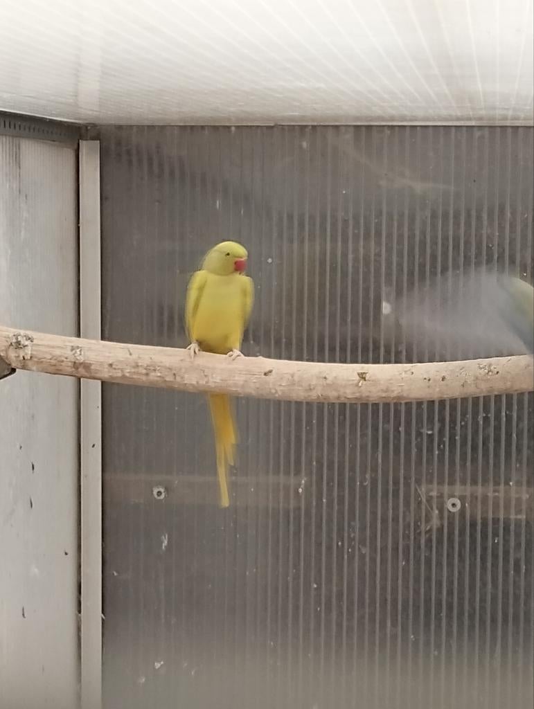Dominant bont opaline/ blauw wkws pop, Dieren en Toebehoren, Vogels | Parkieten en Papegaaien