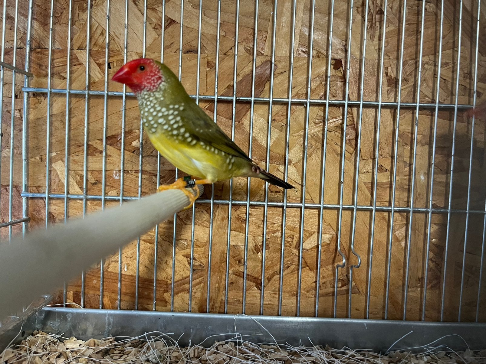 Koppel binsenastrilde, Dieren en Toebehoren