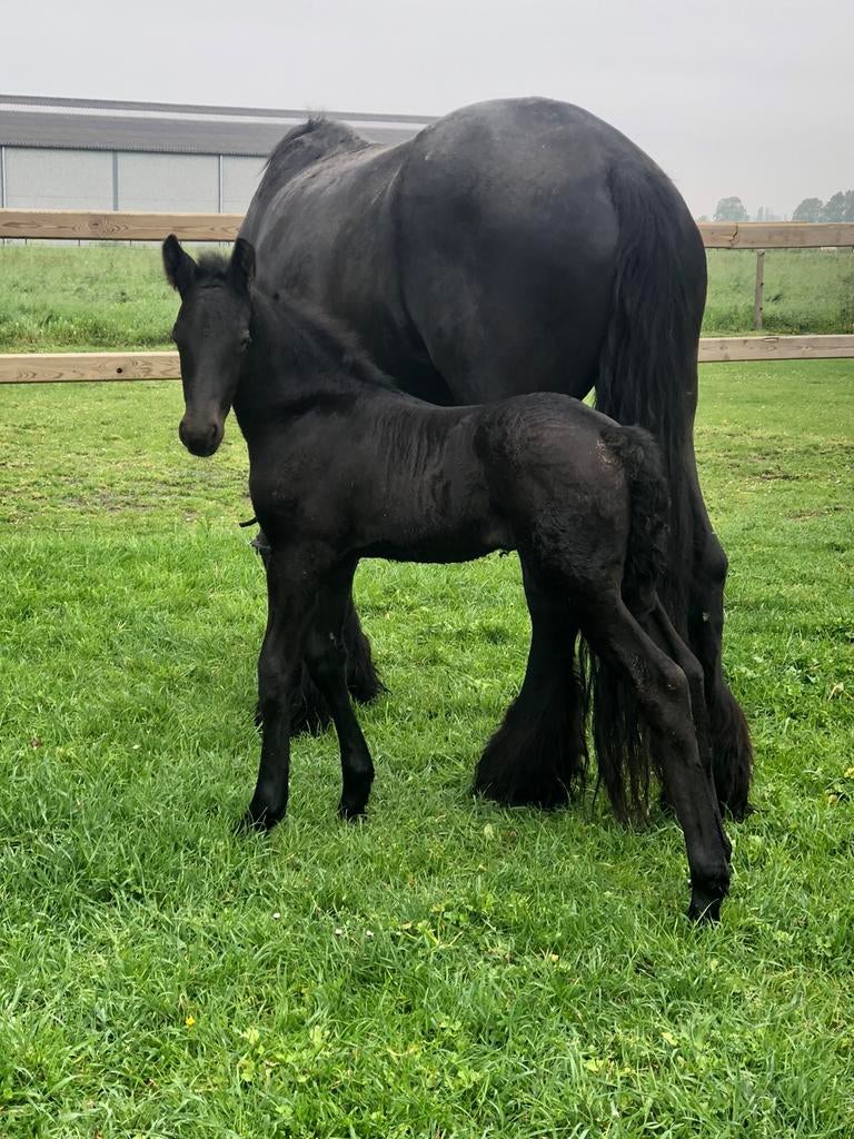 Te koop Friese hengst veulen 24/04/2026, Dieren en Toebehoren, Ophalen