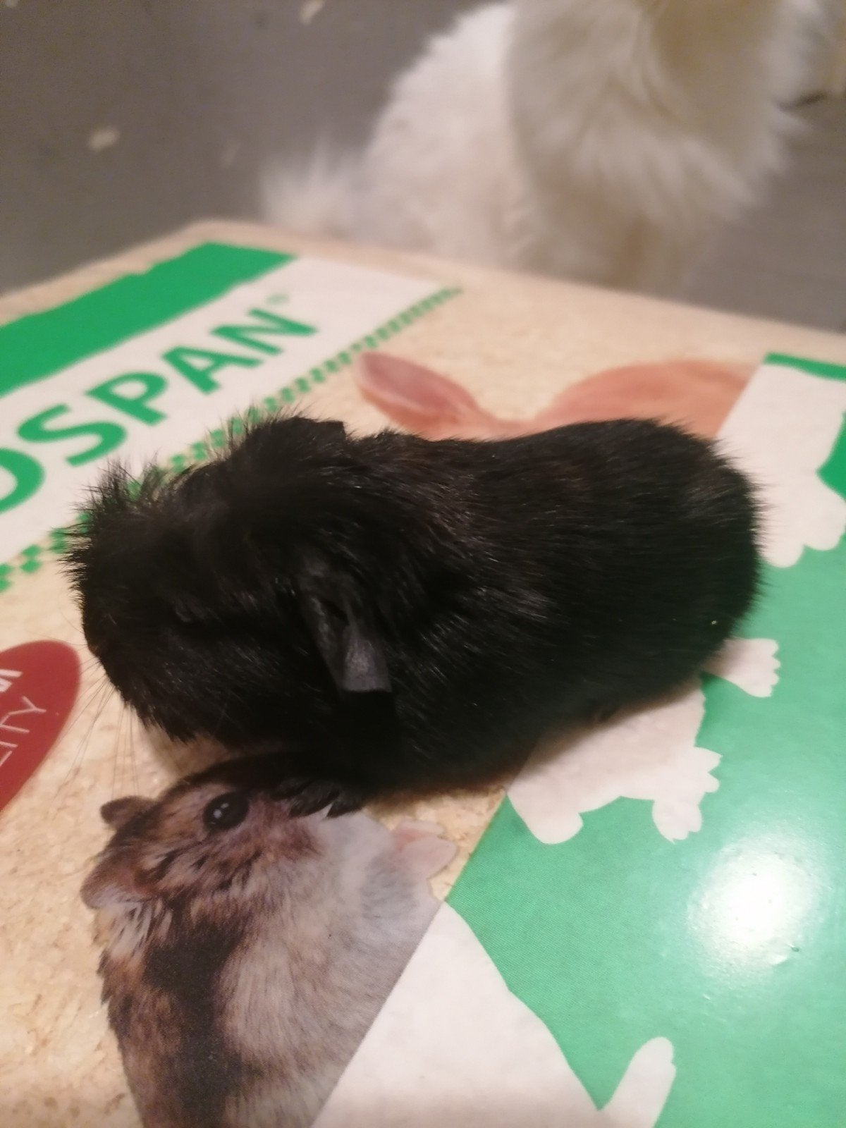 4 cavia's kruising, Dieren en Toebehoren