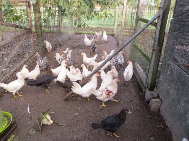 KUIKENS LEGKIPPEN, Dieren en Toebehoren, Meerdere dieren, Kip