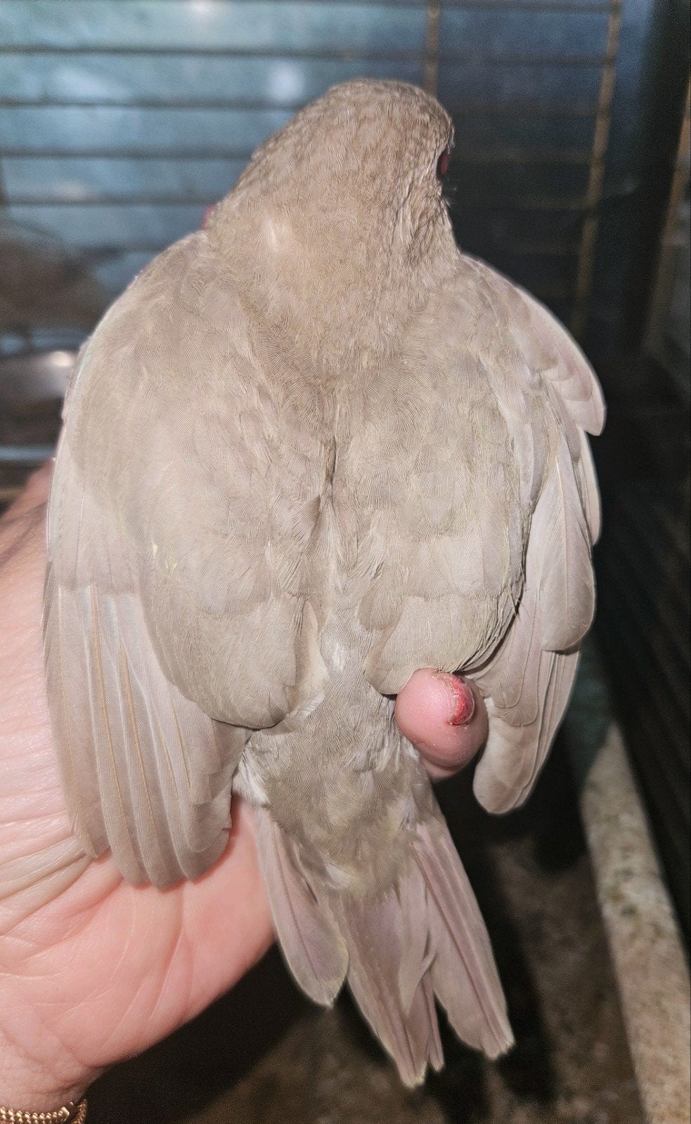 Kakariki, Dieren en Toebehoren
