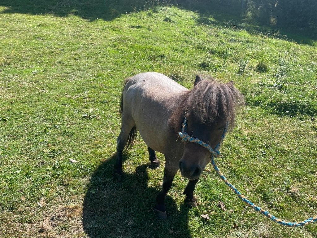 Shetland, Animaux & Accessoires, Jument
