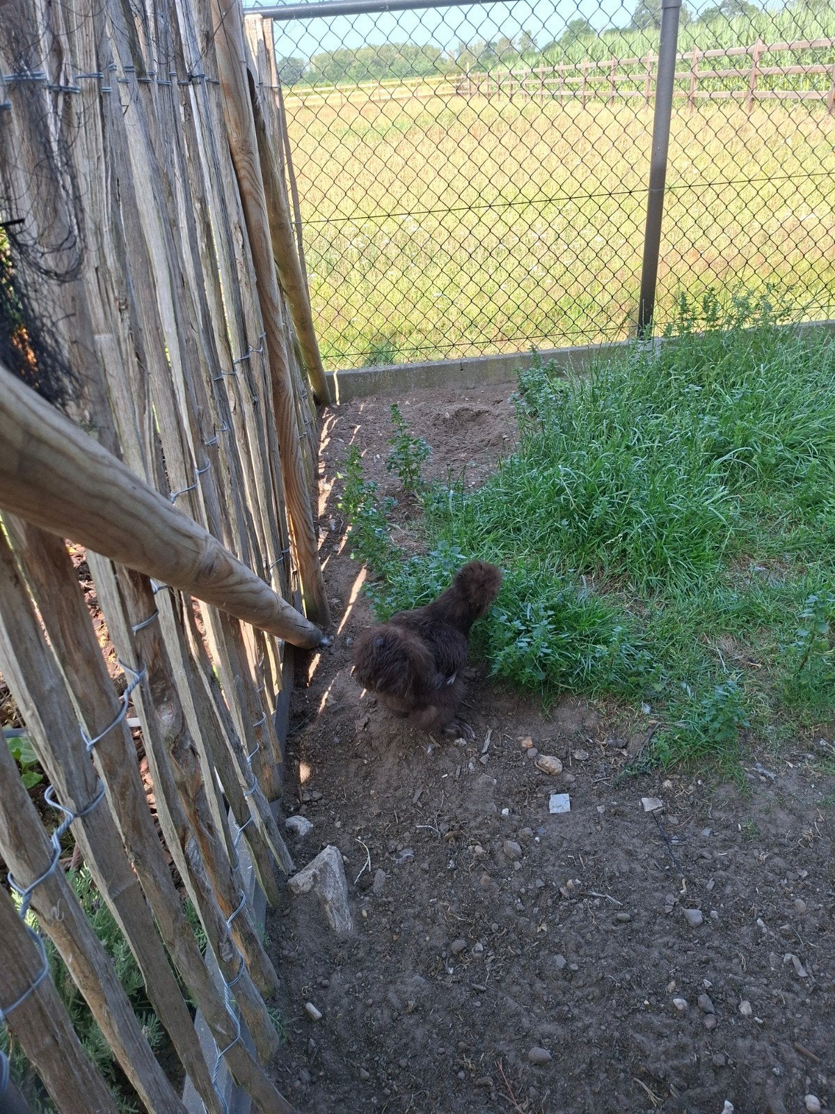 Zijdehoen hen, Dieren en Toebehoren, Pluimvee