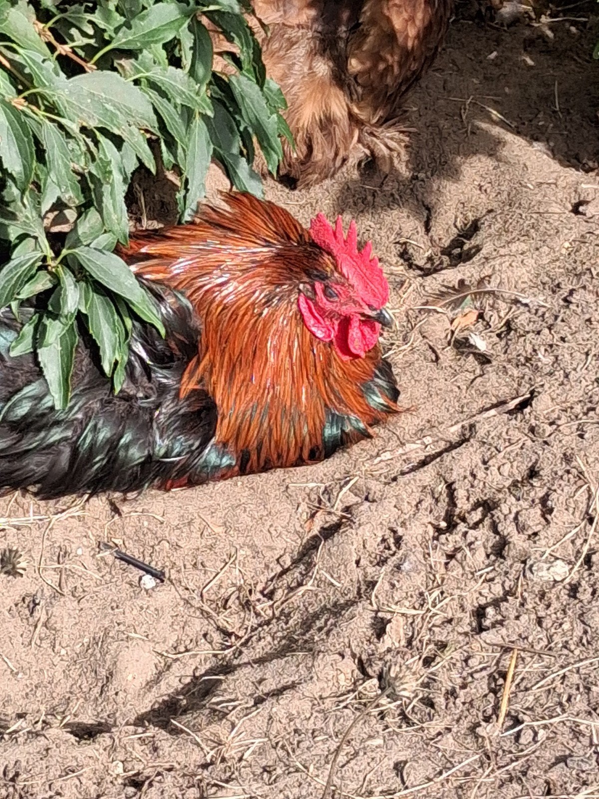 Adopteer Spike!, Mannelijk, Kip