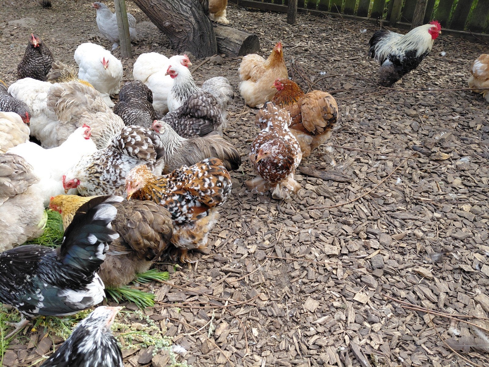 chochin zijdehoen, Dieren en Toebehoren, Pluimvee