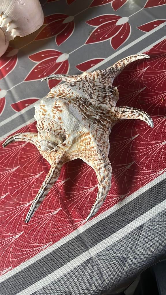 Coquillages, Enlèvement ou Envoi, Coquillage(s)