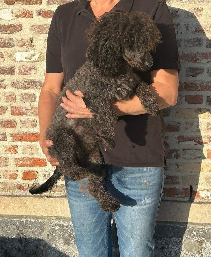 Dwergpoedel teefje - 18 m, Poedel, België, CDV (hondenziekte), 1 tot 2 jaar