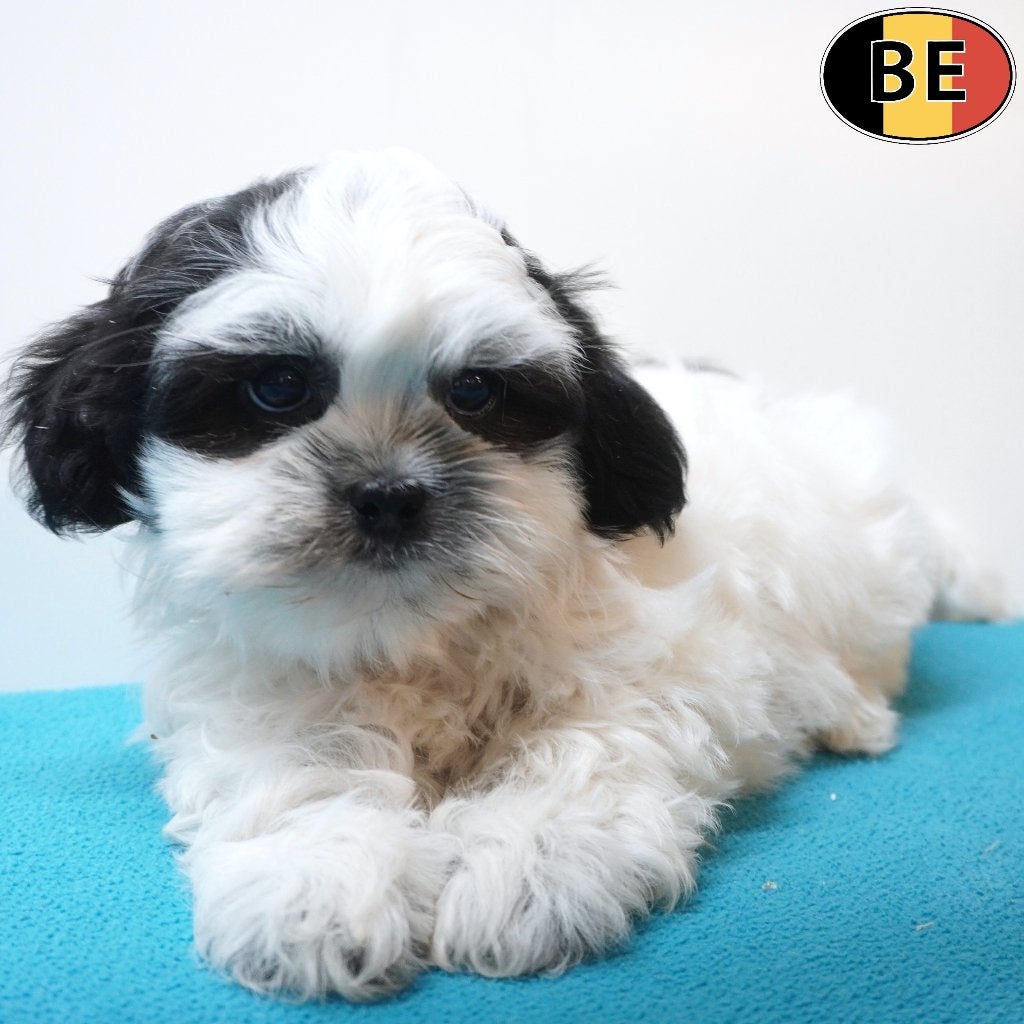 Lhasa Apso, reutje - Belgische pup te koop, België, CDV (hondenziekte), 8 tot 15 weken, Eén hond