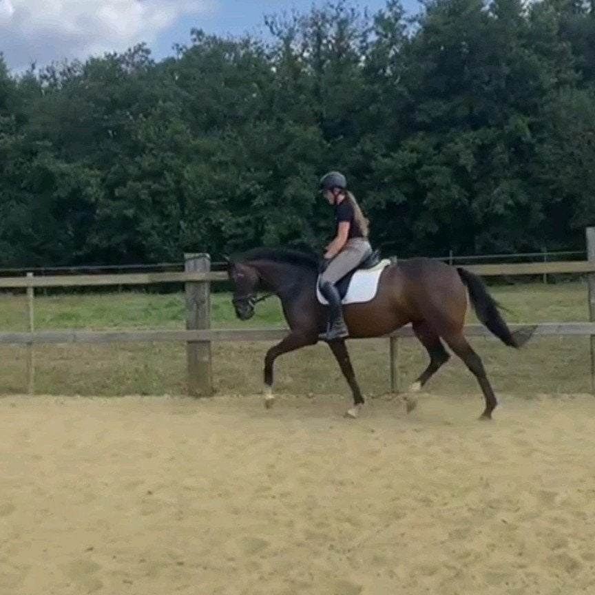 Jonge merrie met veel potentieel, Merrie, B, 160 tot 165 cm, 3 tot 6 jaar