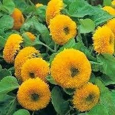 PLANTEN Teddy Bear zonnebloemen cosmos tagetes, Ophalen