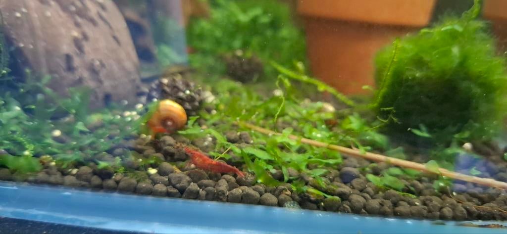 Rode neocaridina garnalen, Homard, Crabe ou Crevette, Poisson d'eau douce, Banc de poissons