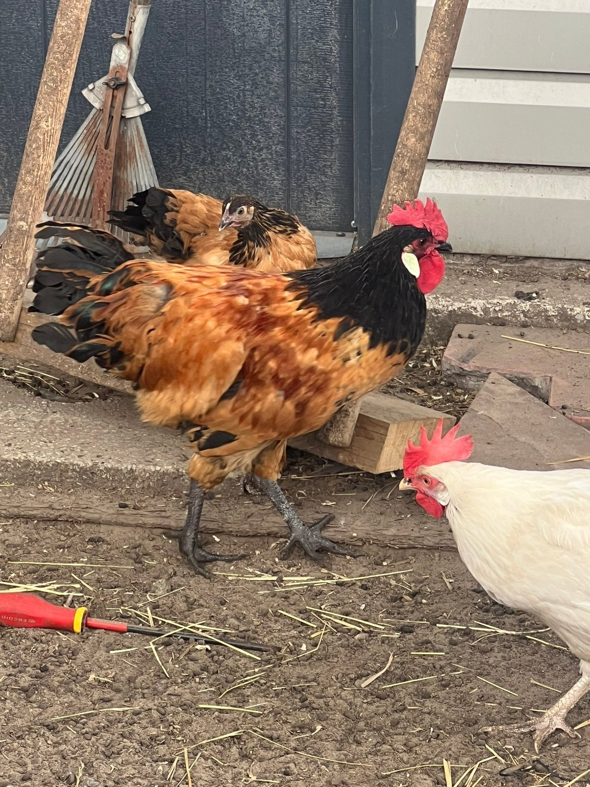 Jonge vorwerk haan, Dieren en Toebehoren, Pluimvee, Mannelijk, Kip