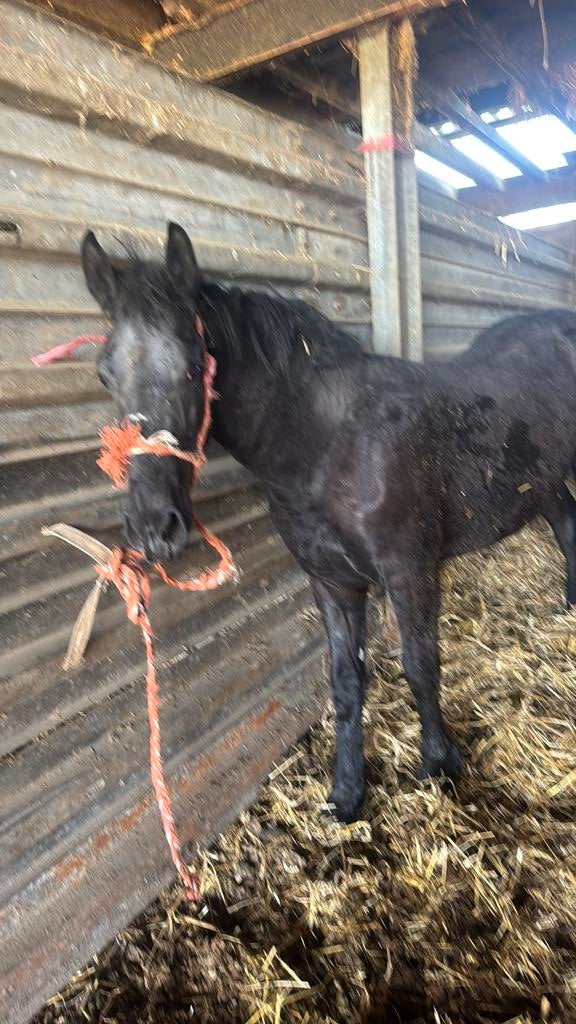Friese paard, Dieren en Toebehoren, Paarden, Gechipt, Minder dan 160 cm, 0 tot 2 jaar, Hengst