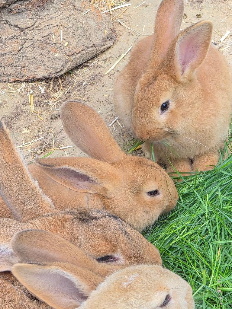konijn, Dieren en Toebehoren, Konijnen, Middelgroot, Meerdere dieren, 0 tot 2 jaar