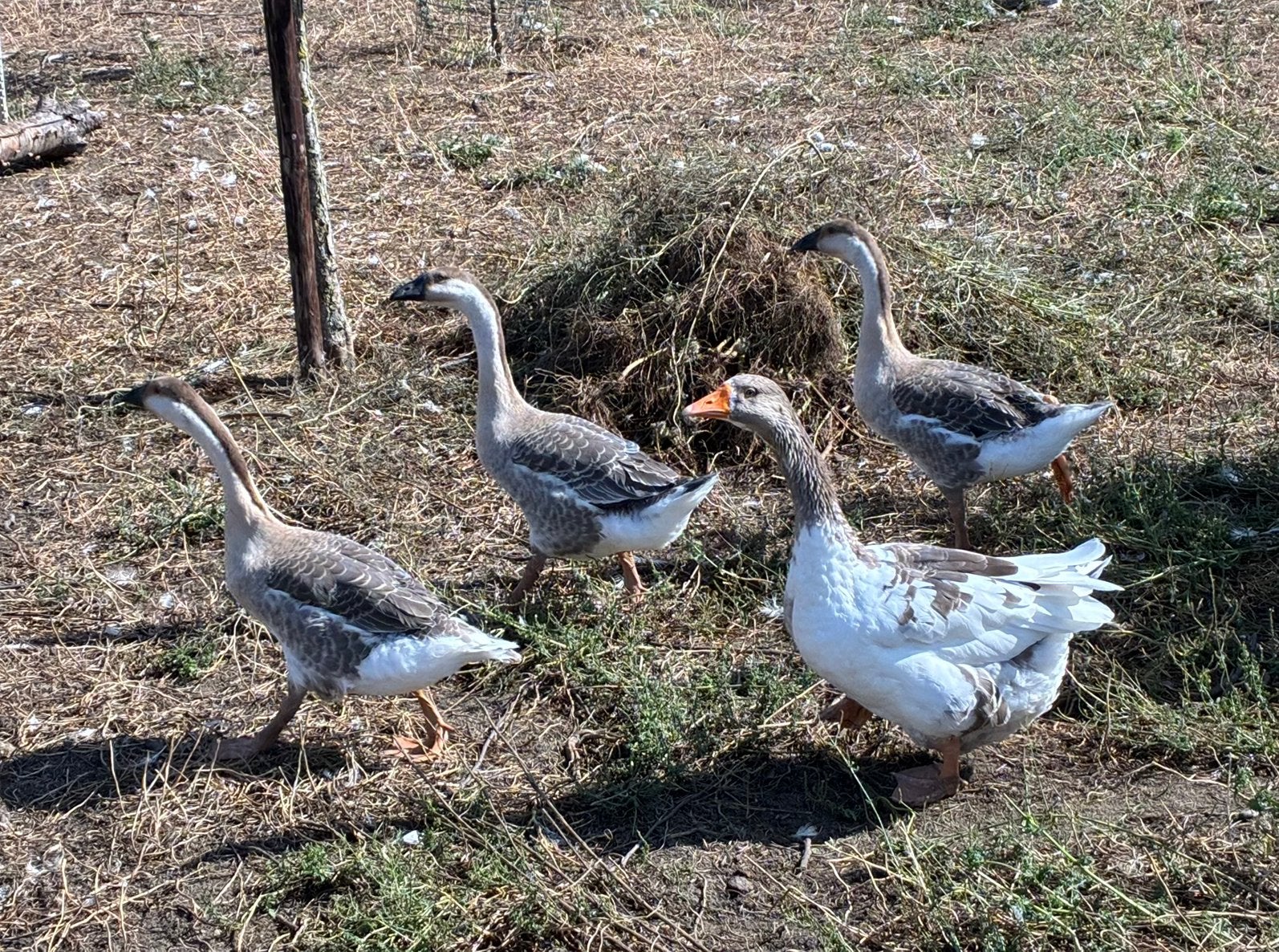 Knobbel ganzen, Dieren en Toebehoren, Pluimvee, Geslacht onbekend, Gans of Zwaan