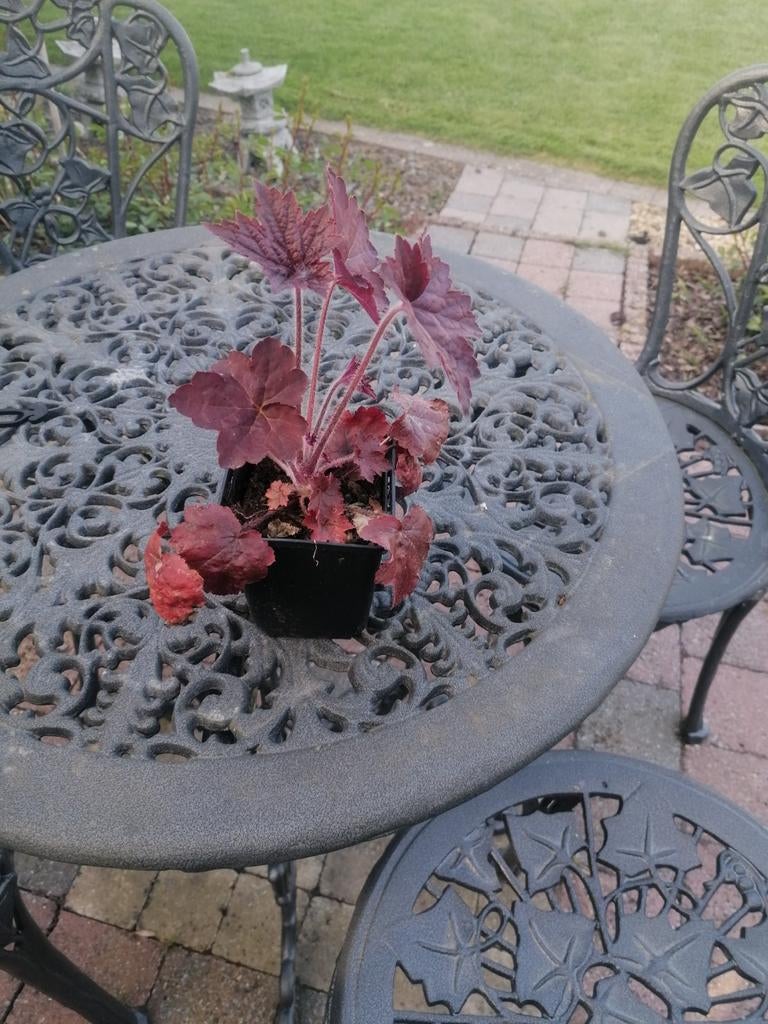 Heuchera palace purple, Tuin en Terras, Ophalen, Vaste plant
