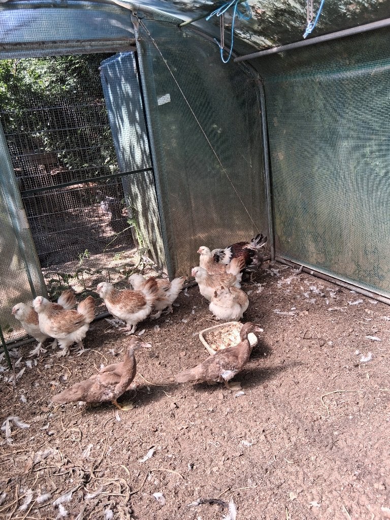 Duitse faverolles groothoender, Dieren en Toebehoren, Pluimvee, Meerdere dieren, Kip