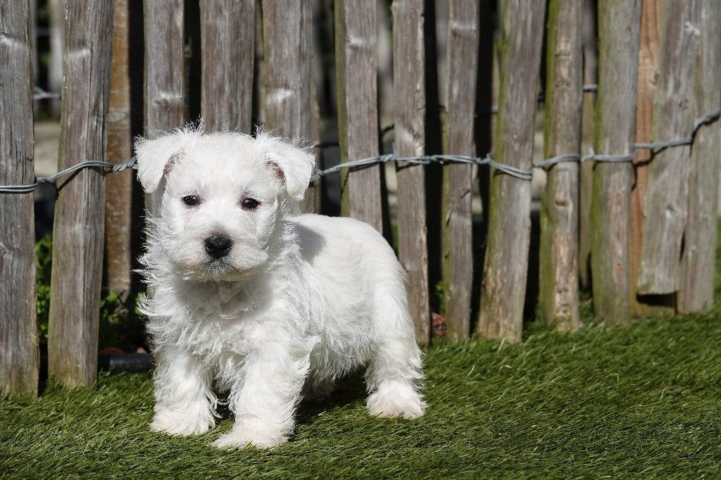West Highland White Terriër pups (Westie, 100% belgisch), Dieren en Toebehoren, Honden | Jack Russells en Terriërs, Parvo, België