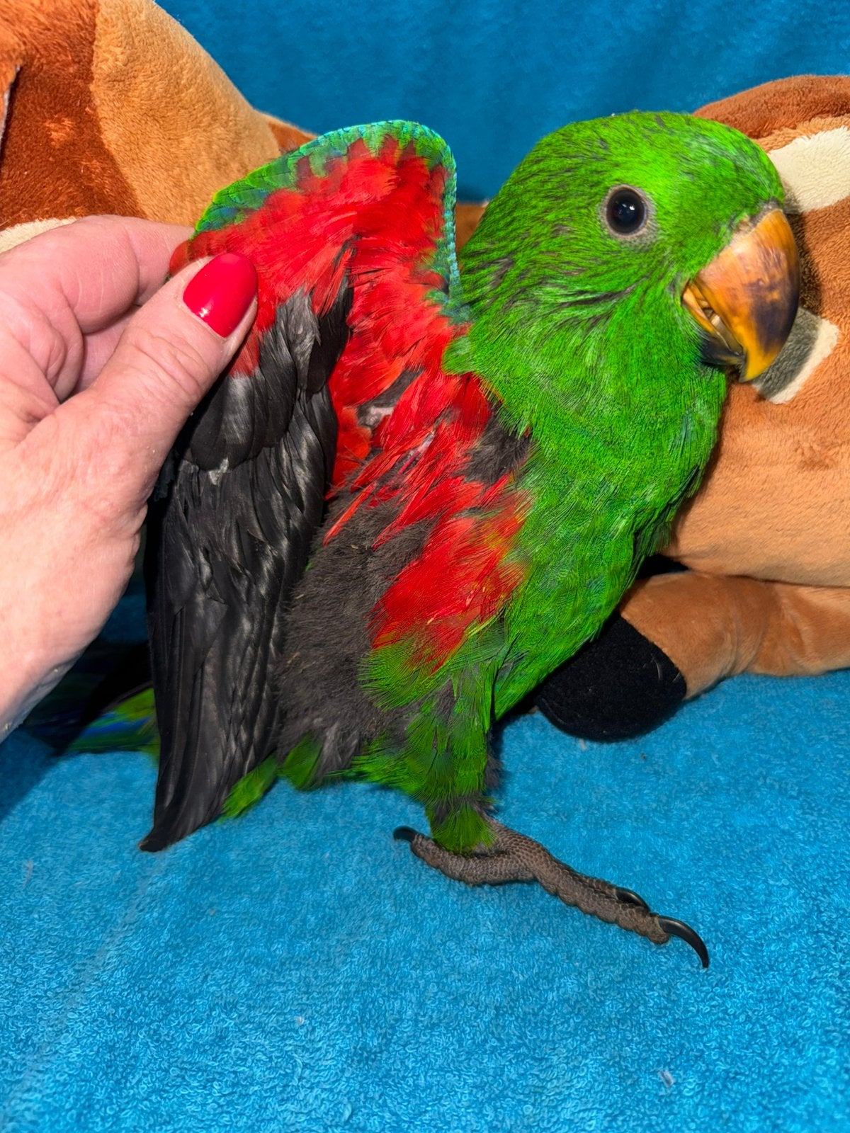 Super tamme Edelpapegaai, jonge Eclectus, Dieren en Toebehoren, Papegaai, Pratend